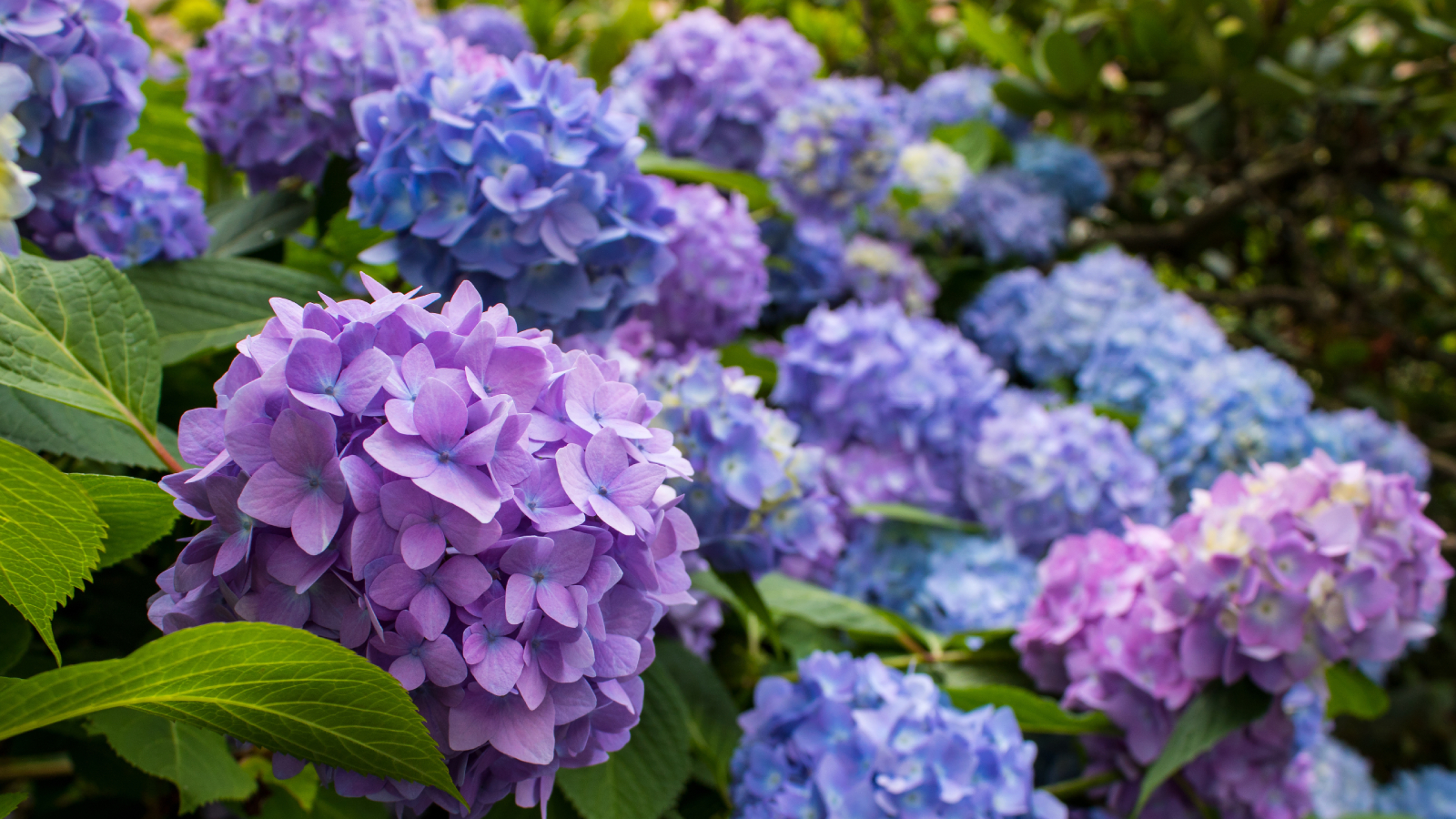 Pink and purple endless summer bloomstruck hydrangea blooms