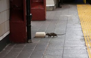 Hungry, hungry rat: A rat sniffs a box holding food on the platform at the Herald Square subway station in New York City on July 4, 2017. 