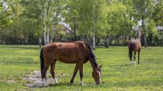 HAH00.lb_stockspring23.Field_and_Turnout__F2A2413.jpg