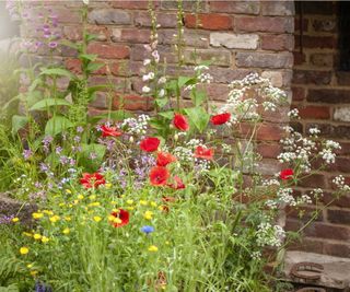 Wildflowers against garden wall