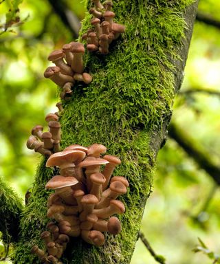 honey fungus on tree trunk