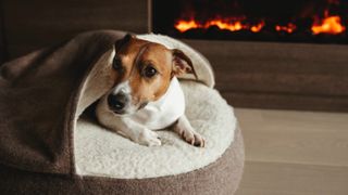 Dog in their bed