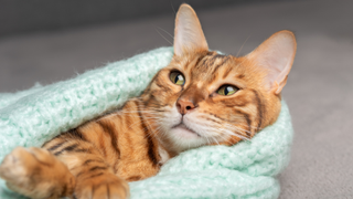 Orange and black cat wrapped up in an aqua knitted blanket