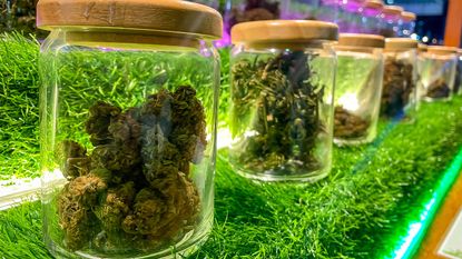 glass jars full of cannabis