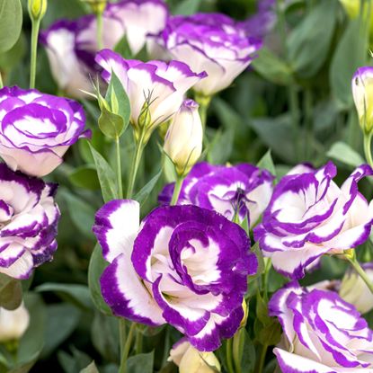 lisianthus plants with purple and white flower heads in summer border