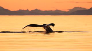 Tip of whale tail in water at sunset