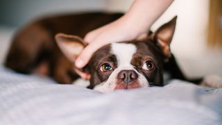 Boston Terrier receives pets