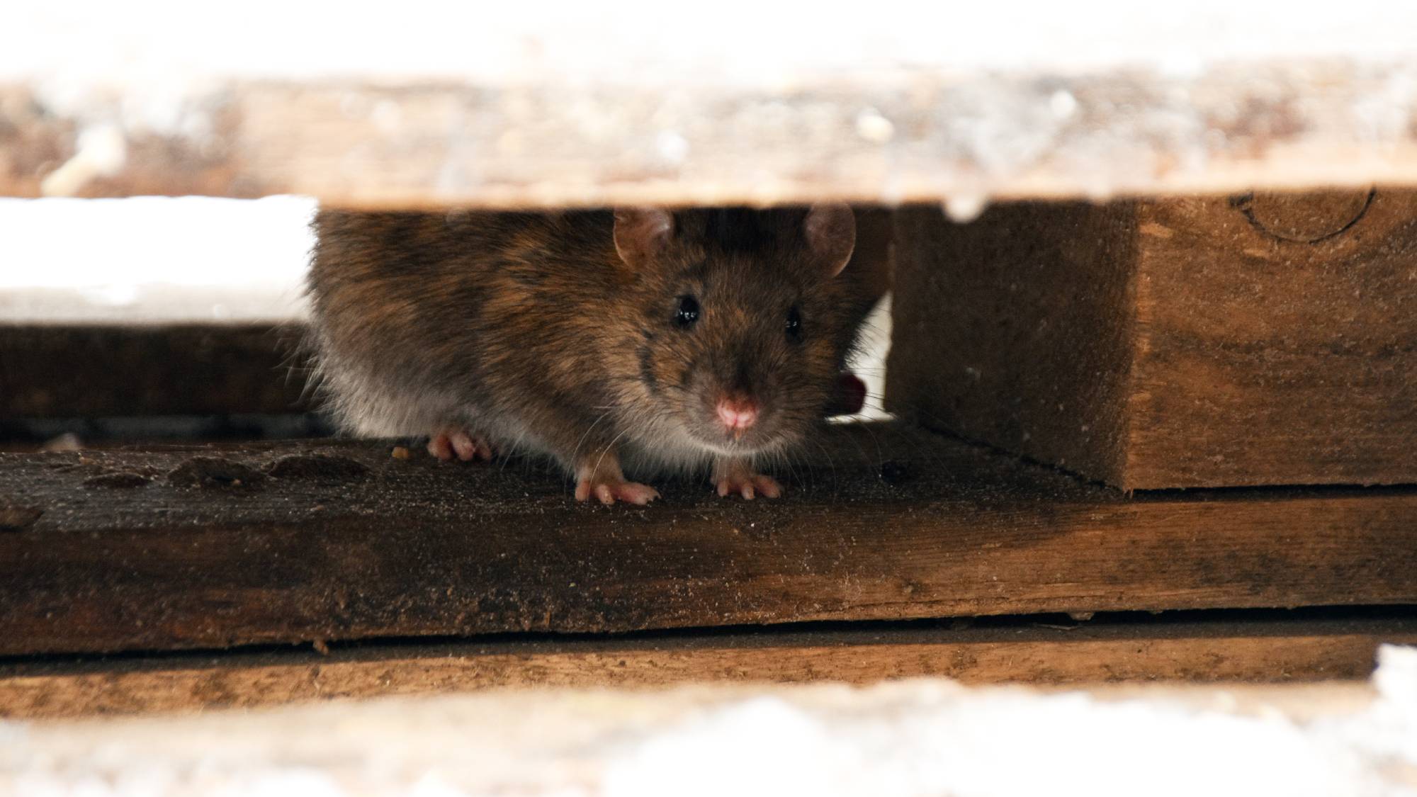 Tips on how to keep mice out of your house works for rats too like this one hiding under floor board
