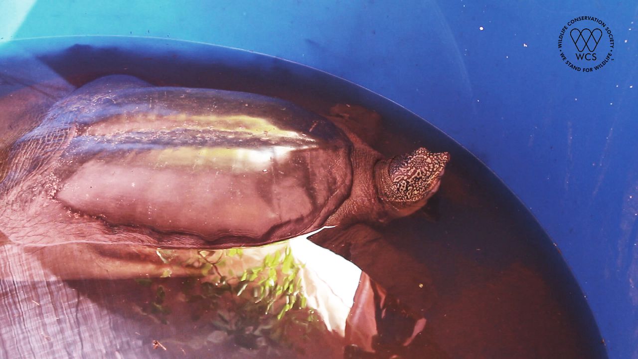 The Rafetus swinhoei turtle gets a health check.