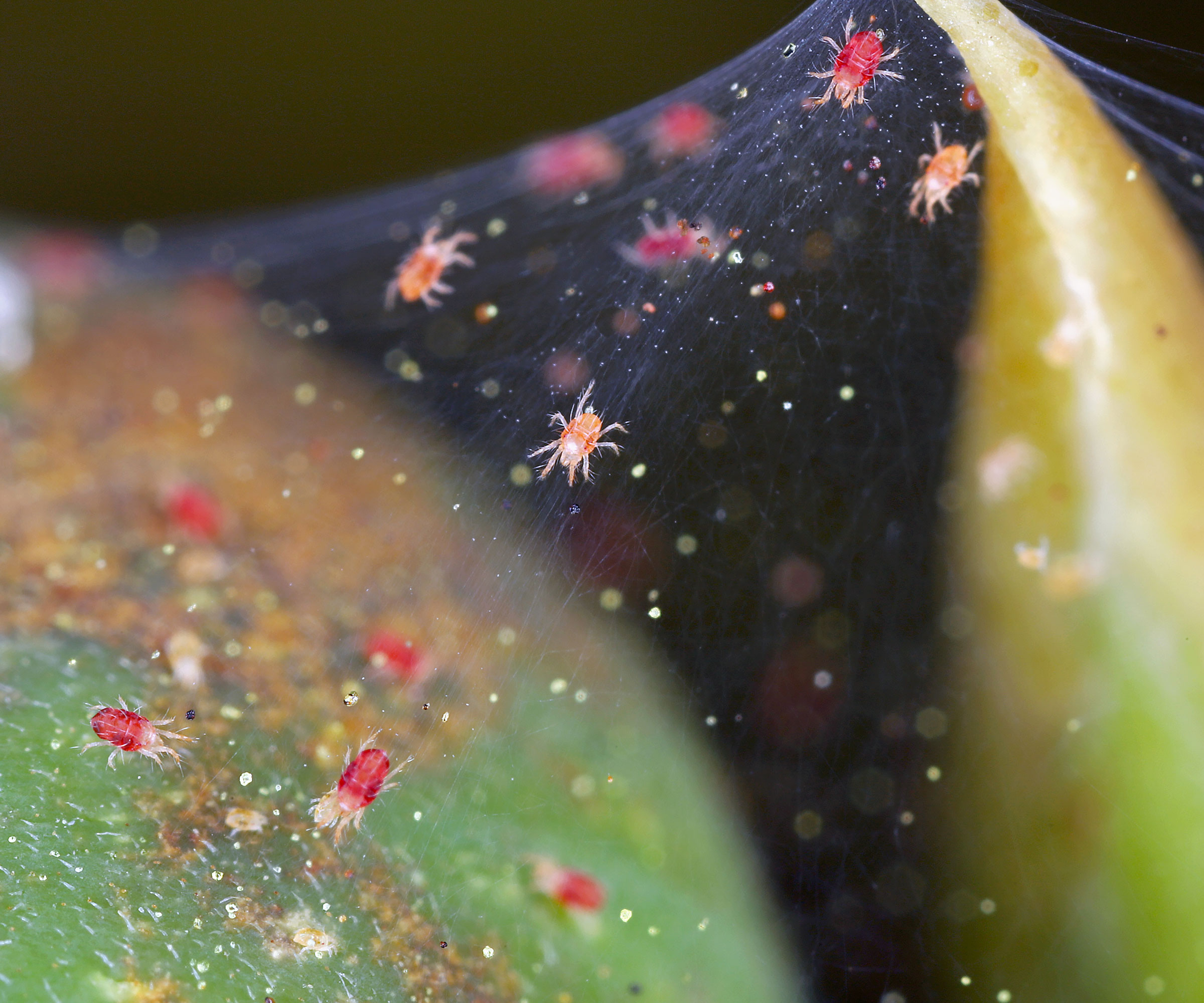 spider mites on plant leaves with webbing