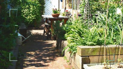 A backyard example of vegetable gardening for beginners with crops planted in a raised bed