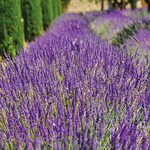 Thompson & Morgan English Lavender ‘lavandula Munstead’ in Pots for Sale Ready to Plant Potted Garden Outdoor Plants, Evergreen Shrubs, Ideal for Pollinators, Patios, Indoor Cut Flower (1 X 9cm Pot)