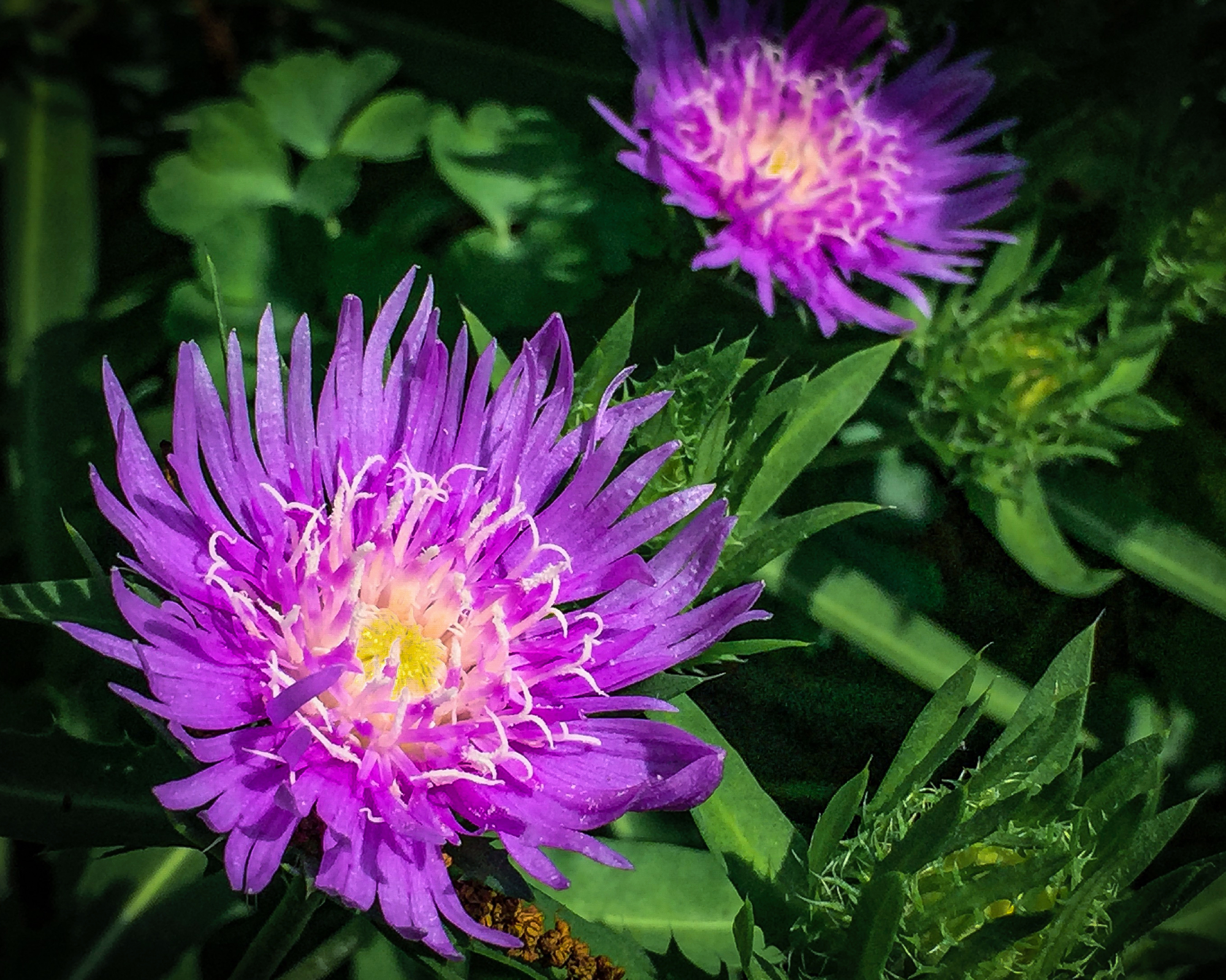 Aster Honeysong Stokes in flower