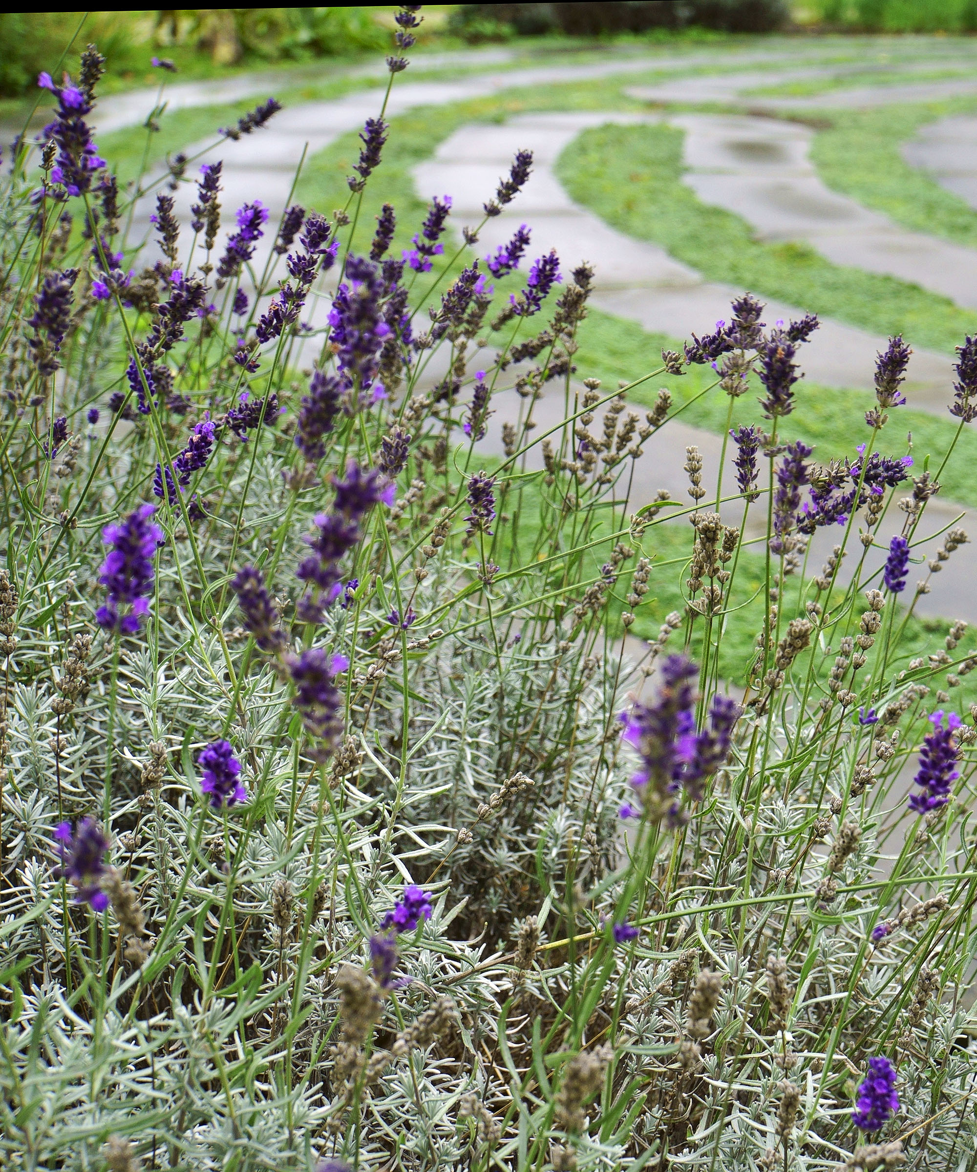 Lavender borders a patio maze