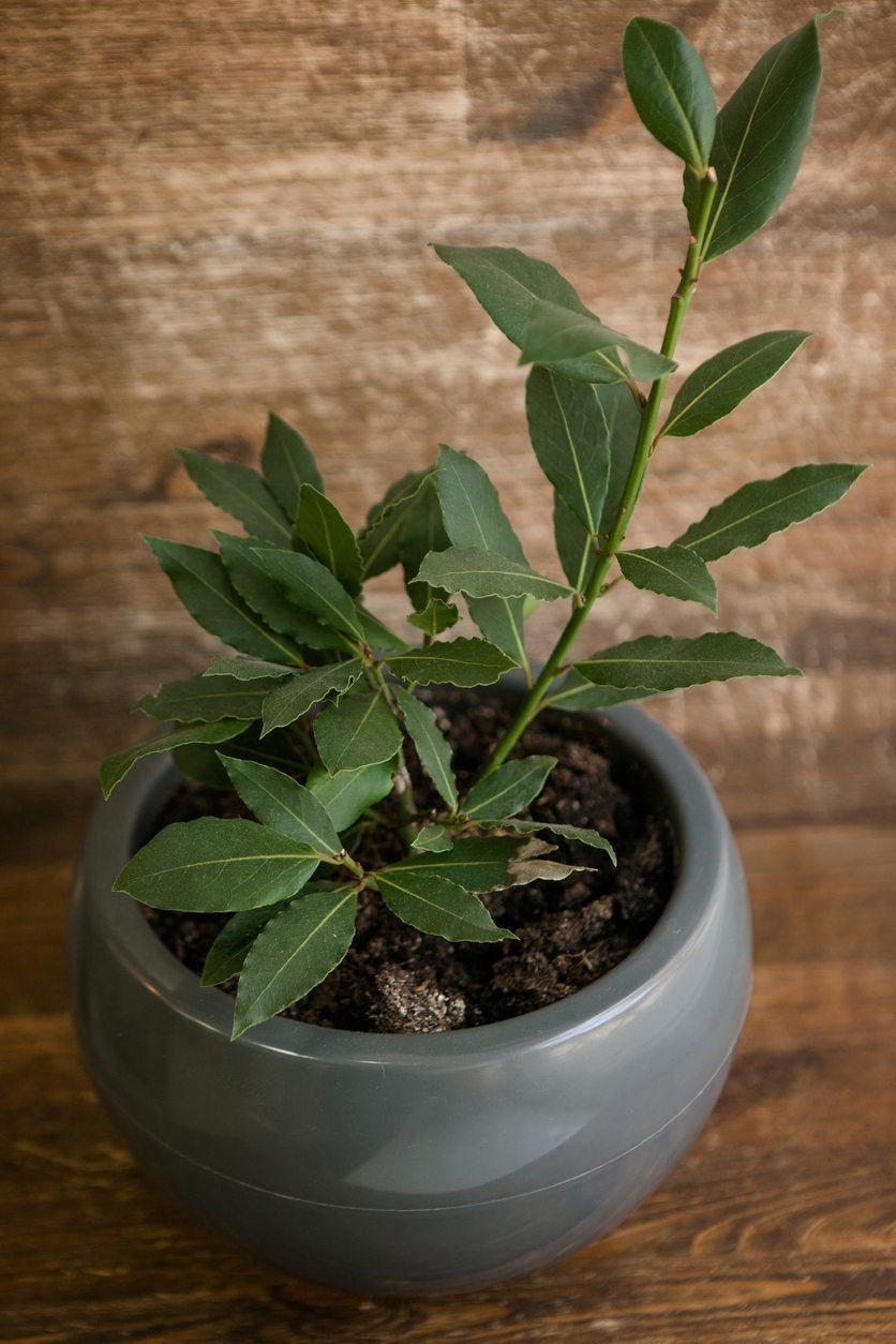 Potted Bay Tree