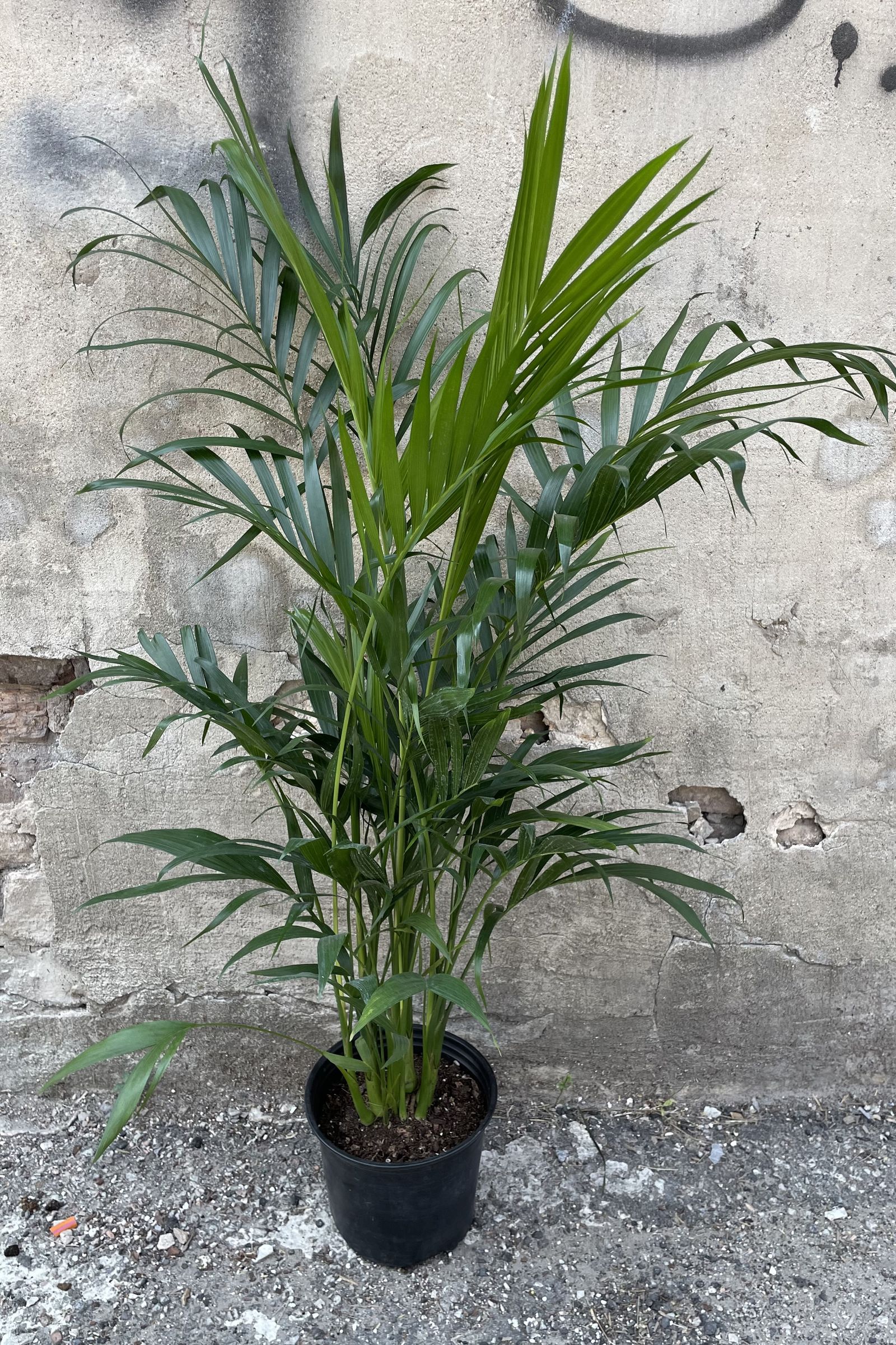 The easiest indoor palms to care for | Livingetc