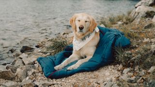 Dog in sleeping bag