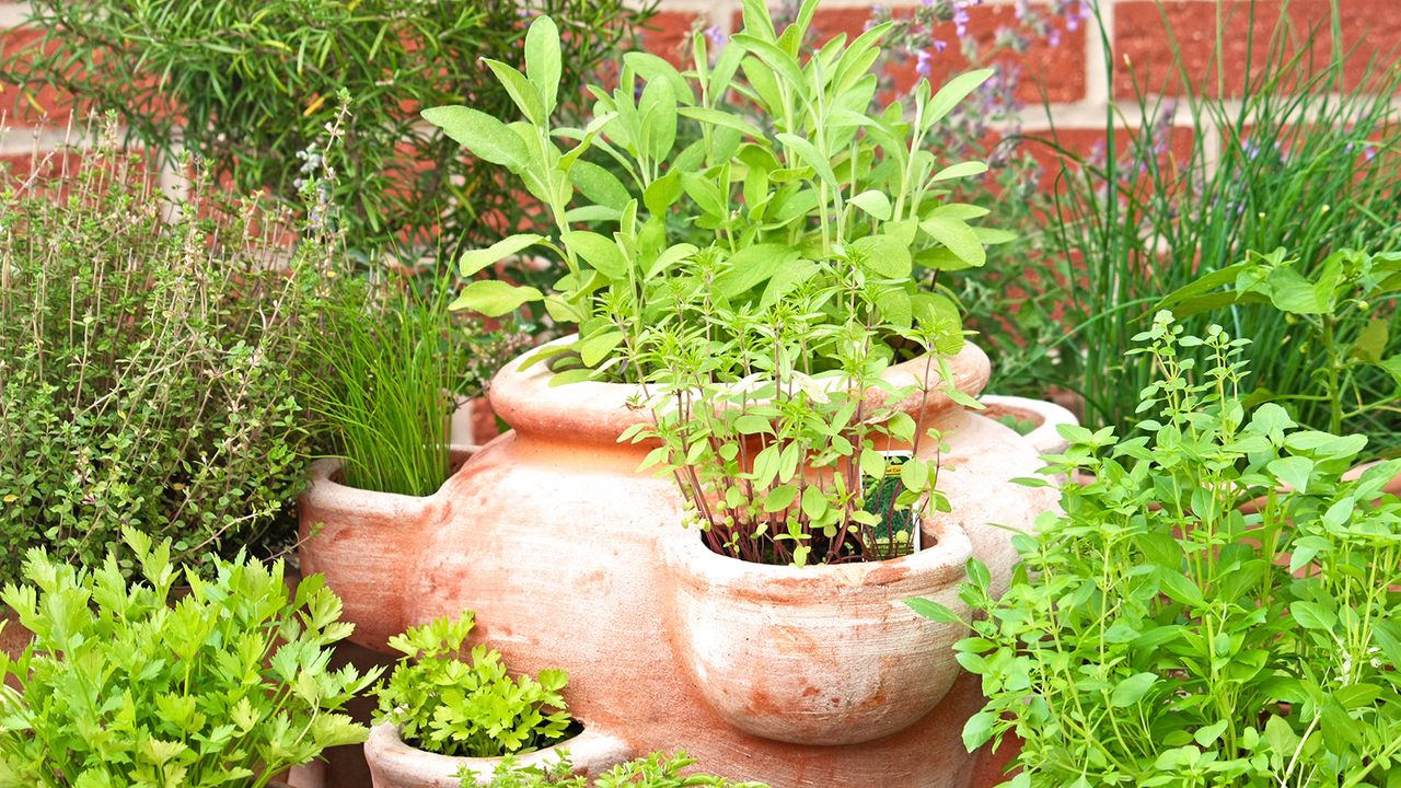 Herbs planted in tiered terracotta planter