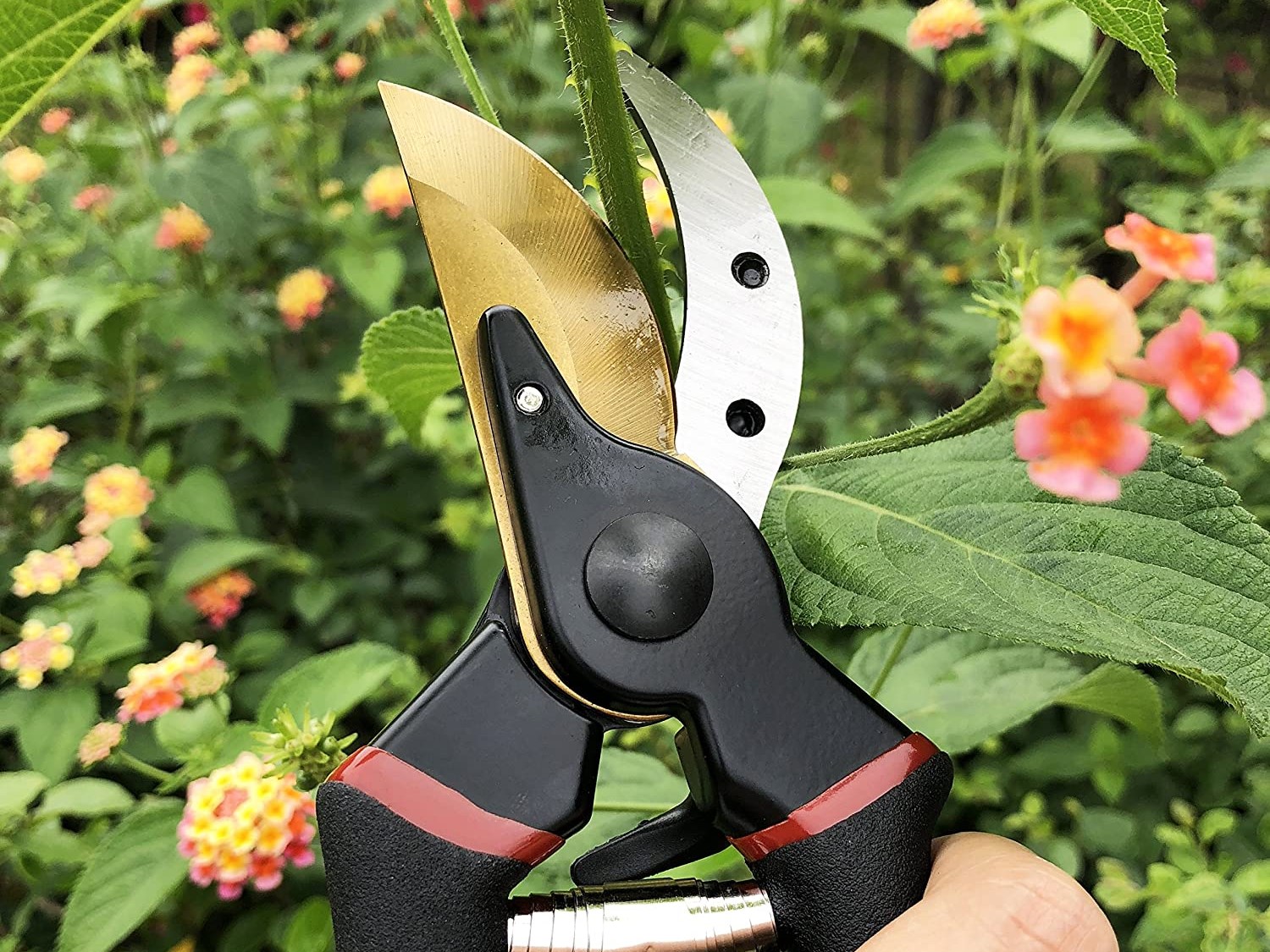 Best Pruning Shears