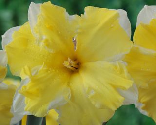 'Cassata' daffodil flowers