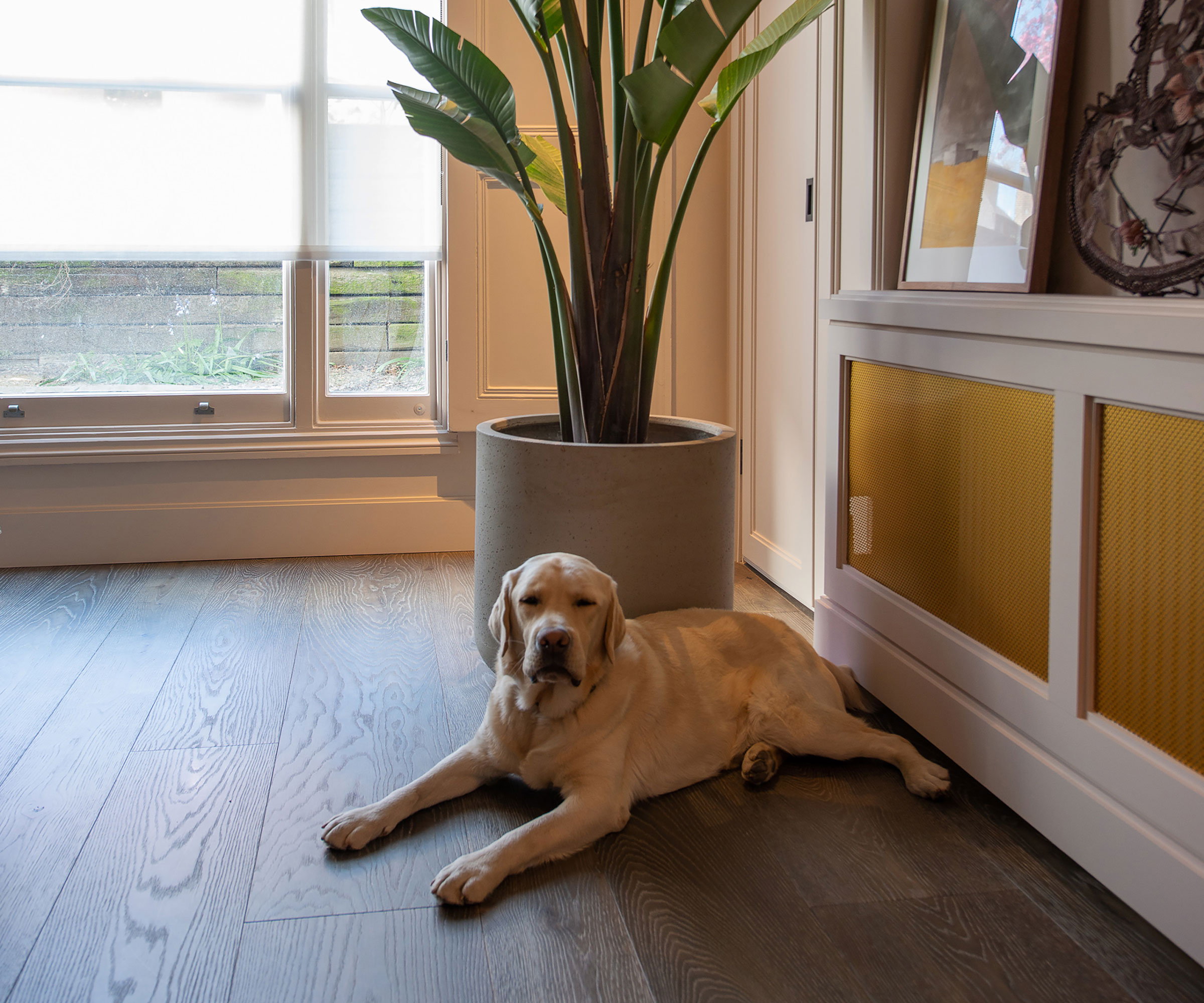 living room with wide plank dark wooden flooring and large house plant with Labrador