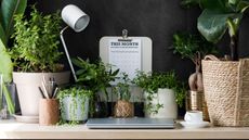 desk with selection of indoor plants, calendar and laptop 