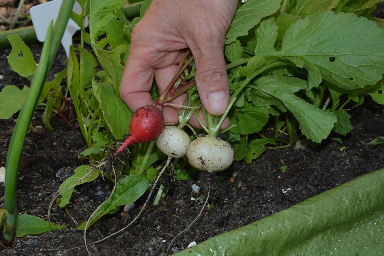 Growing radishes top tips on how to grow radishes to get a bumper crop