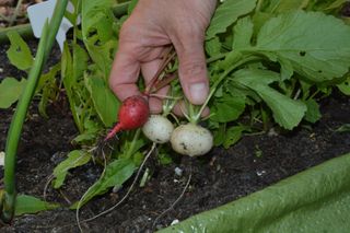 Harvest radishes from a vegetable plot