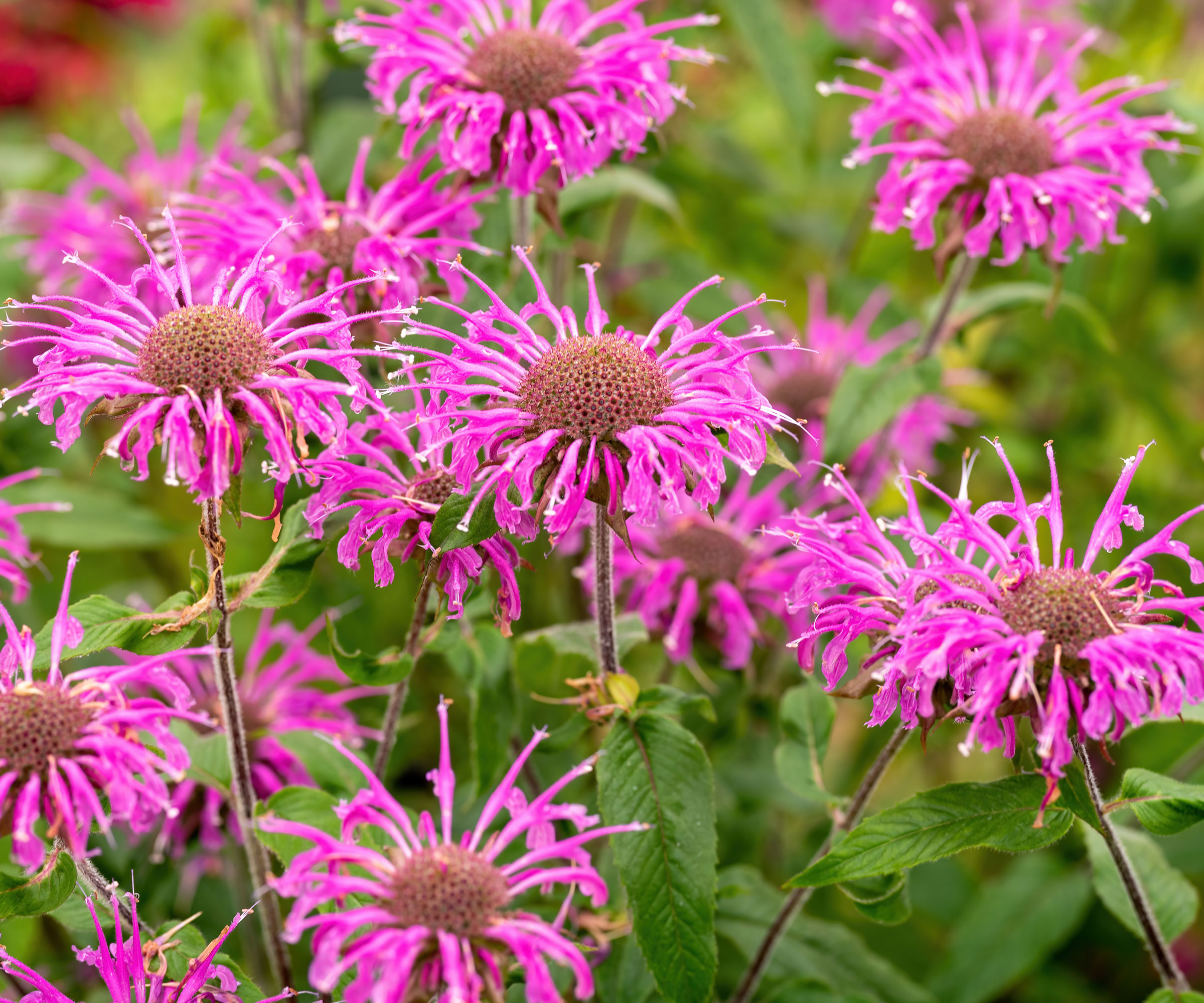 monarda plants with purple flowers