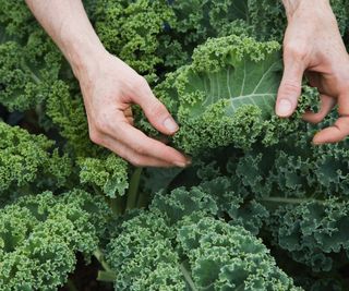 Hands picking curly green kale plants