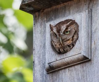 Eastern screech owl in nesting box