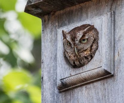 Owl nest boxes: an expert guide | Homes & Gardens