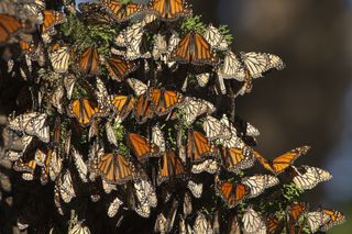 Photo of thousands of migrating monarch butterflies clustered together on a cedar tree for rest during colder temperatures.