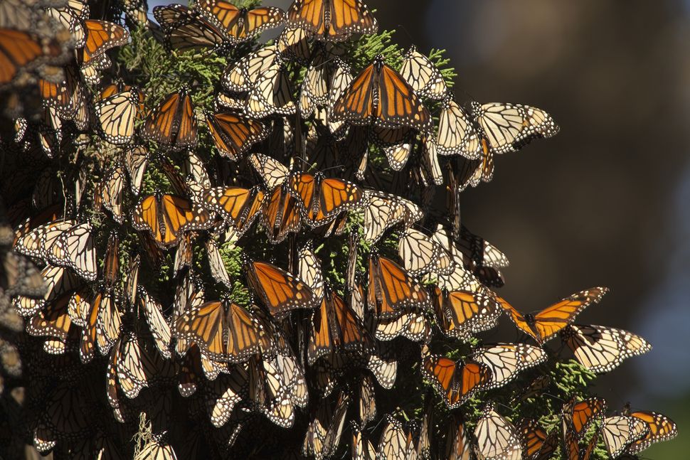 Monarch butterfly Facts about the iconic migratory insects Live Science