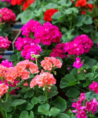 A cluster of dark pink, peach, and red geraniums with green leaves