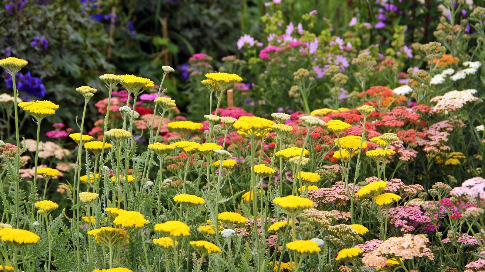 8 Plants For Poor Soil That Will Grow Absolutely Anywhere Gardening