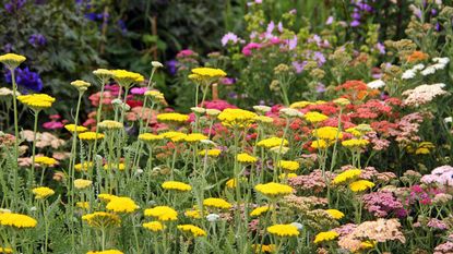 Multicolored yarrow flowers