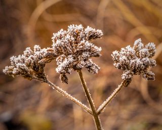 Verbena bonariensis seedheads in winter with frost