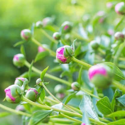 peony buds on a plant