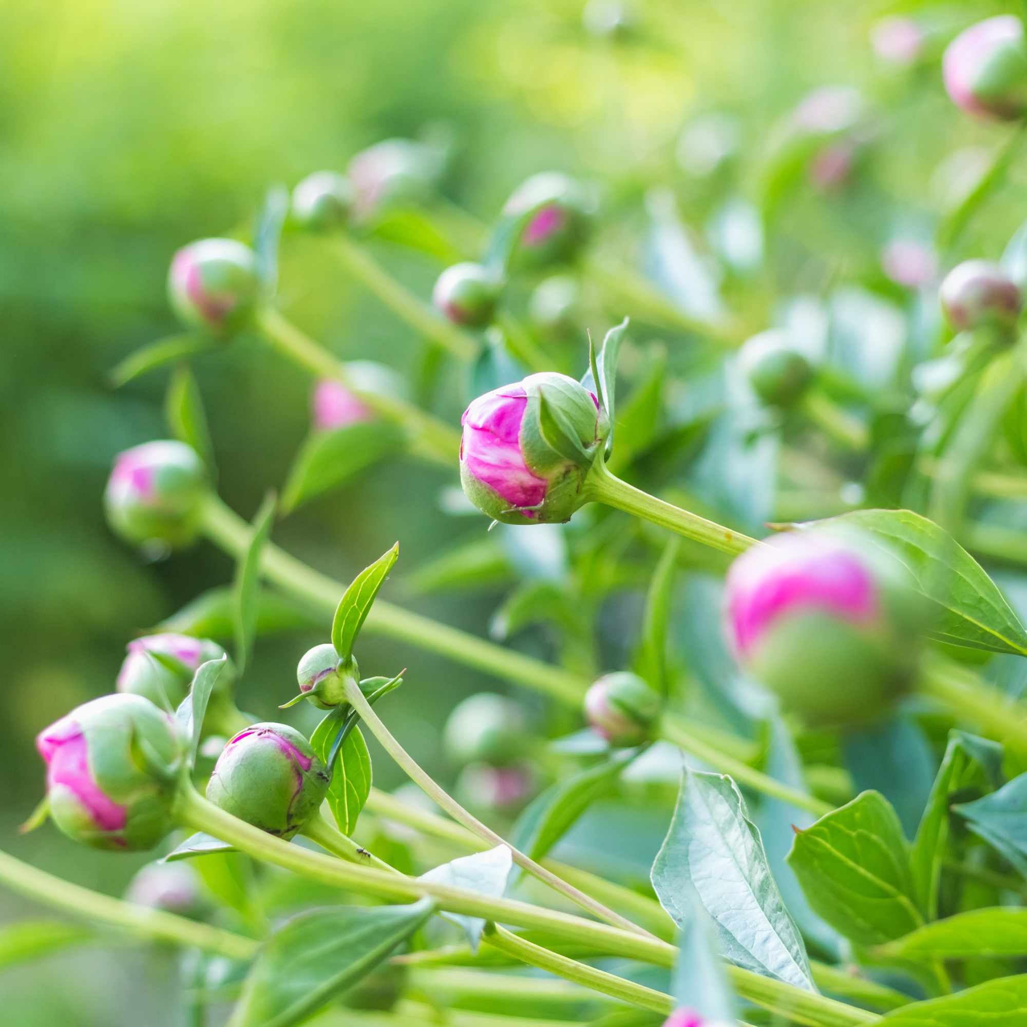 peony buds on a plant