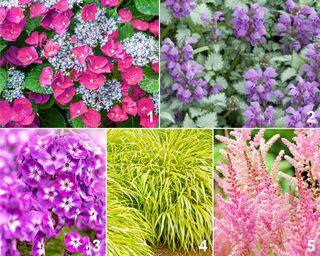 Colorful planting palette for shade gardens, featuring Hydrangea 'Cherry Explosion', garden phlox, astilbe, Japanese forest grass, and lamium 'Orchid Frost'