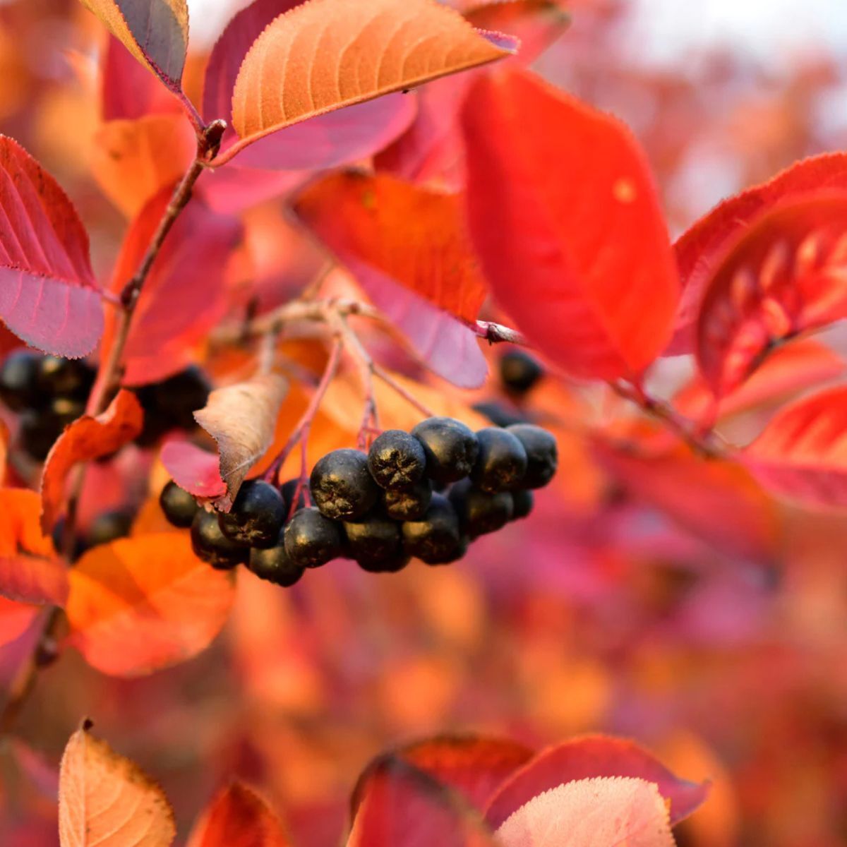 Chokeberry
