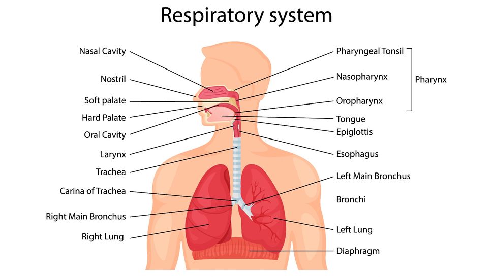 why-do-coughs-linger-after-a-cold-live-science