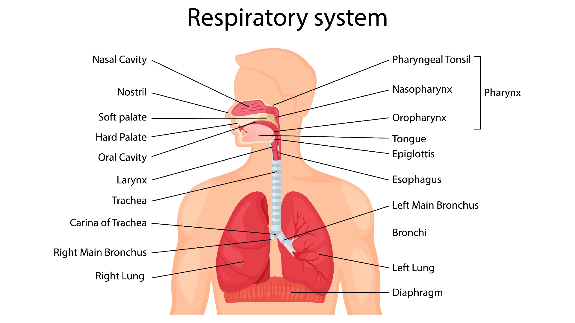 дыхательная система картинки