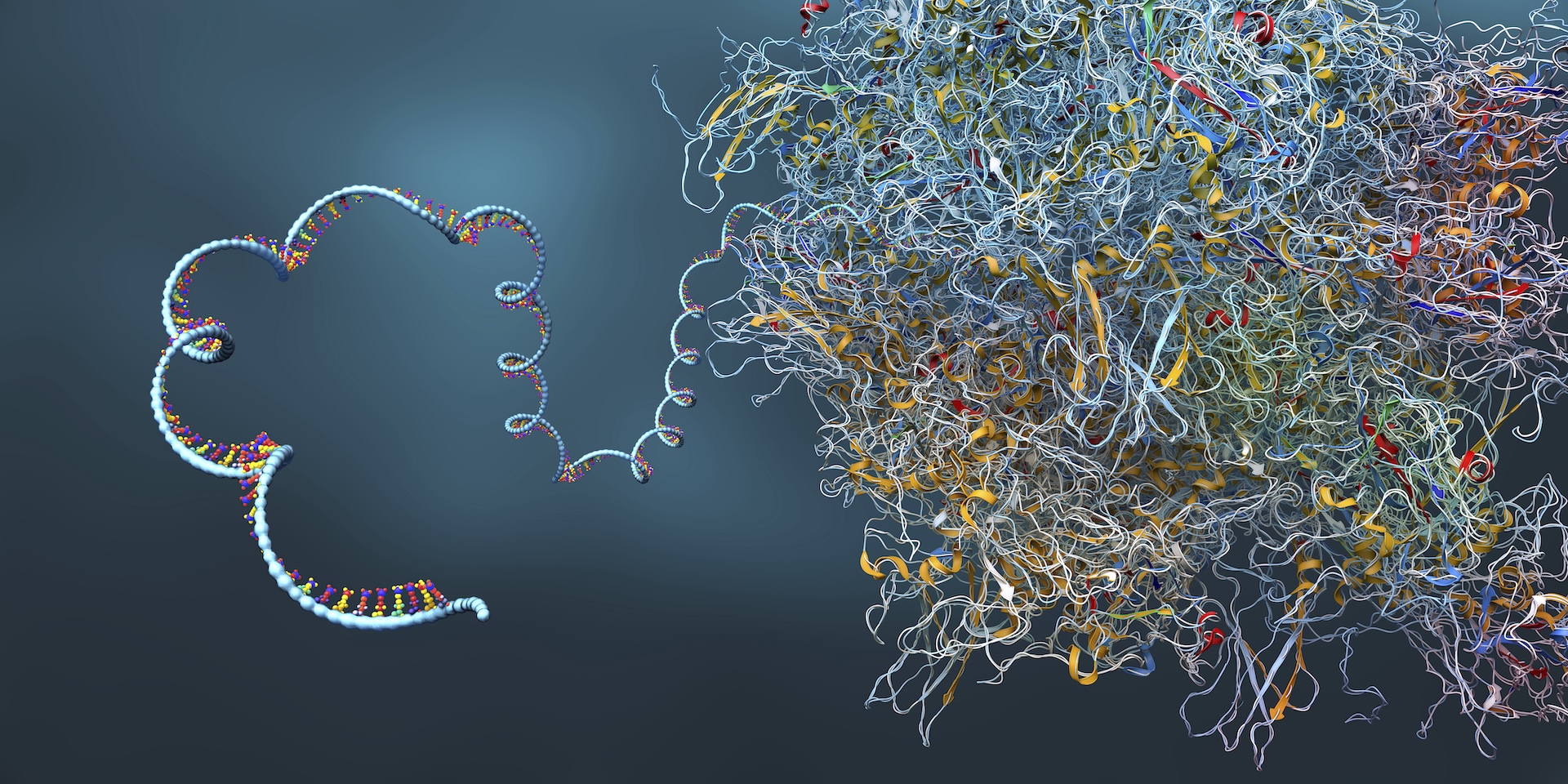 an illustration of RNA on a ribosome