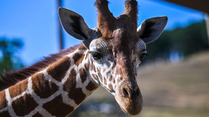 A giraffe at Safari West in Santa Rosa, California