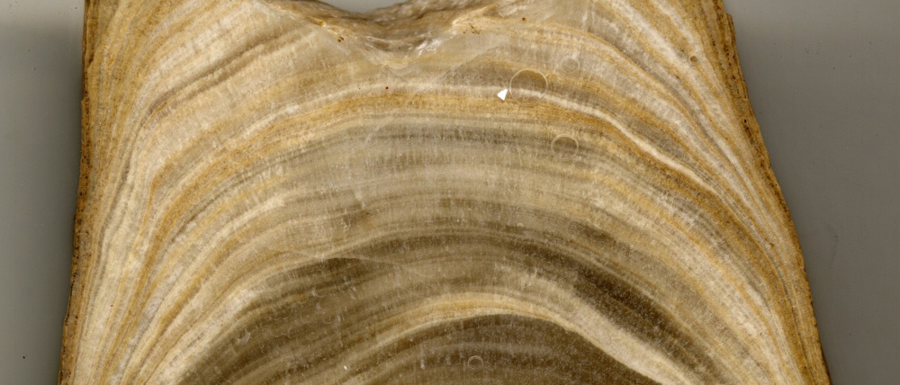 A slice through a stalagmite from a cave in northern Borneo reveals the gradual growth of the calcite structure. By measuring the ratio of oxygen isotopes in such samples, Adkins and his colleagues were able to reconstruct a history of the climate in the tropics throughout the late Pleistocene era.