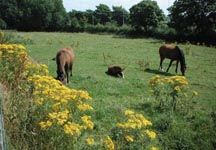 ragwort.jpg