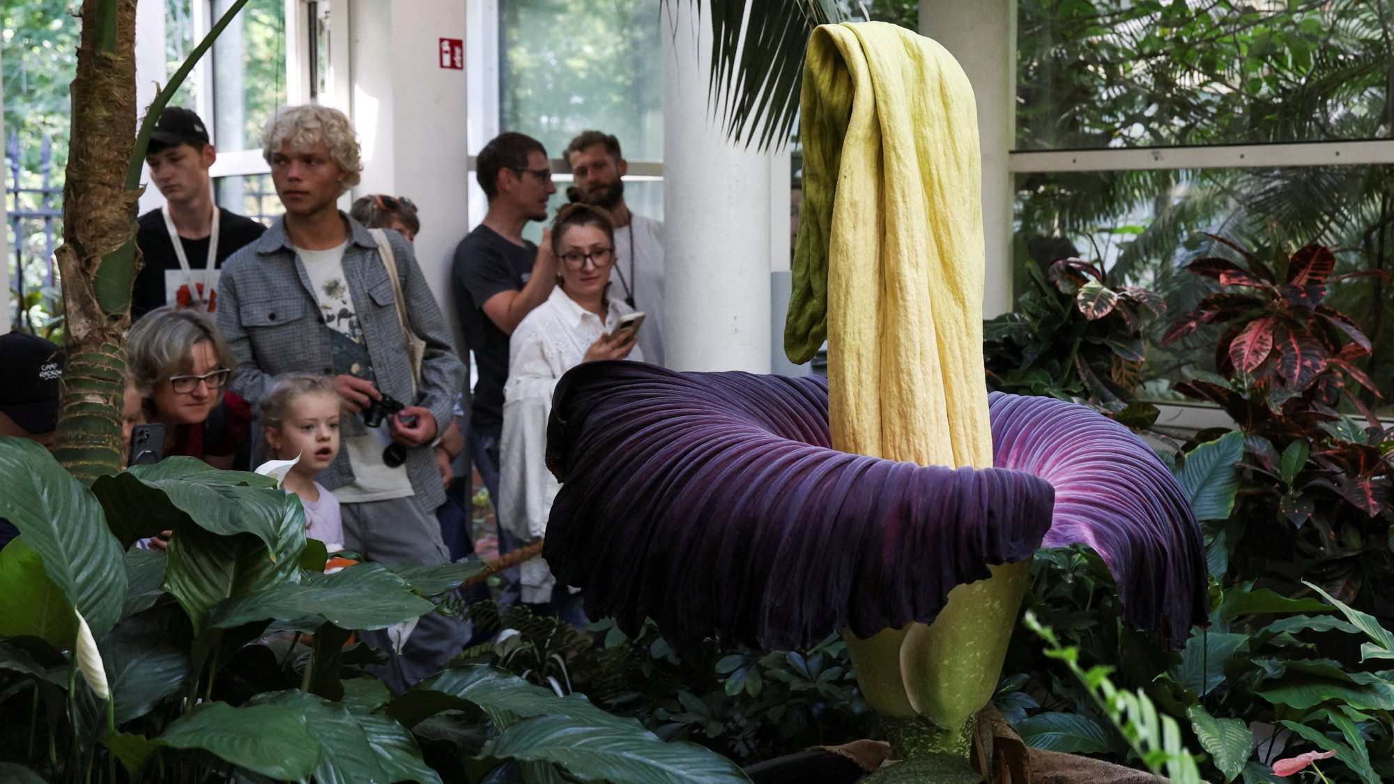 a corpse flower