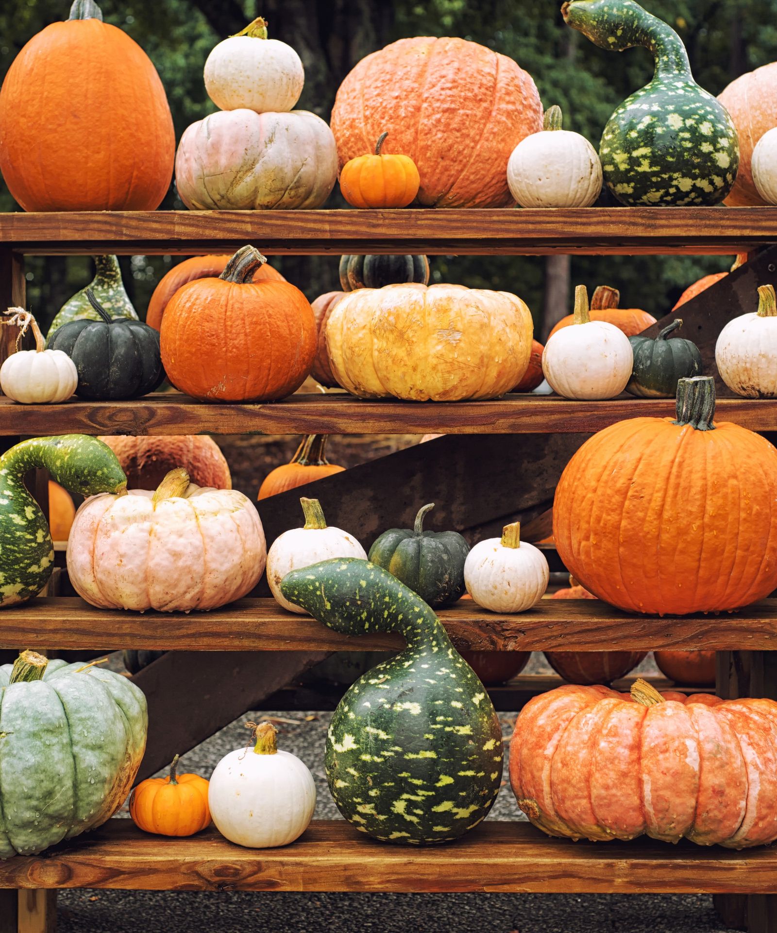 Why grow gourds? Experts discuss the benefits Homes & Gardens